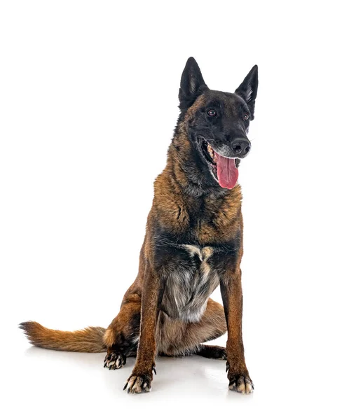 Belgischer Schäferhund Vor Weißem Hintergrund — Stockfoto