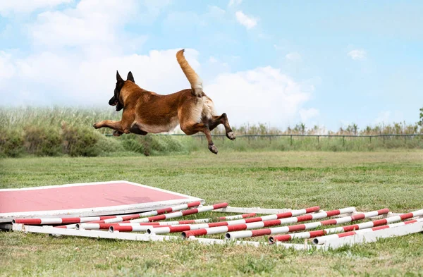 Young Belgian Shepherd Training Nature Security — Stock Photo, Image