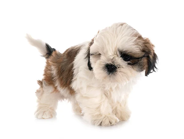 Cachorro Shih Tzu Frente Fundo Branco — Fotografia de Stock