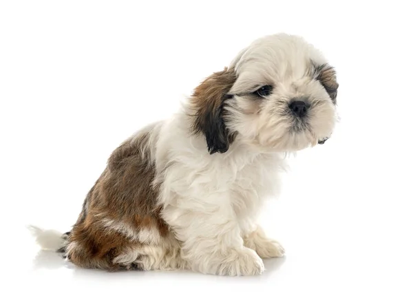 Cachorro Shih Tzu Frente Fundo Branco — Fotografia de Stock