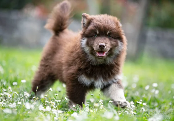 Szczeniak Fiński Lapphund Bawi Się Ogrodzie — Zdjęcie stockowe