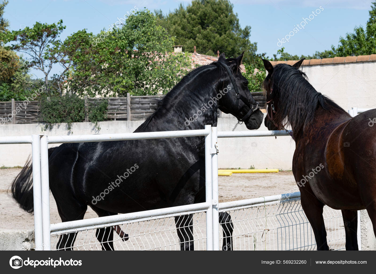 Hester Som Parrer Seg Våren – stockfoto © cynoclub #569232260, image size:1600x1167