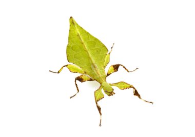 Beyaz arka plan önünde böcek sopa