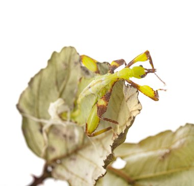 Beyaz arka plan önünde böcek sopa