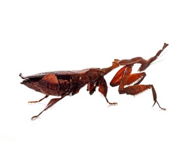 Beyaz arkaplan önünde hayalet peygamberdevesi