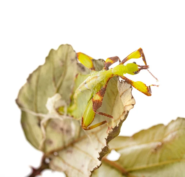 Insecte Bâton Devant Fond Blanc — Photo