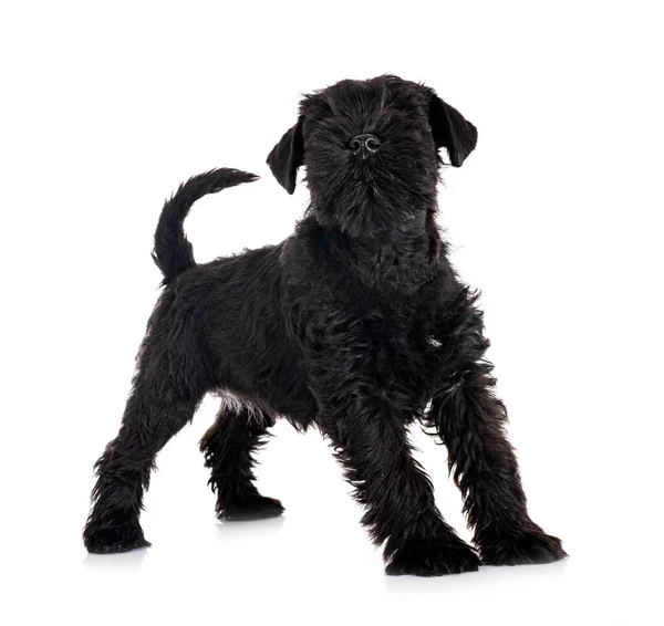 Zwart Miniatuur Schnauzer Voorkant Van Witte Achtergrond — Stockfoto