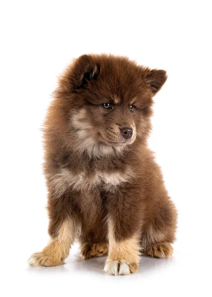 Cachorro Finlandés Lapphund Delante Fondo Blanco —  Fotos de Stock