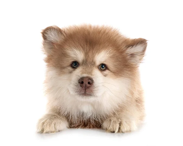 Cachorro Finlandés Lapphund Delante Fondo Blanco —  Fotos de Stock