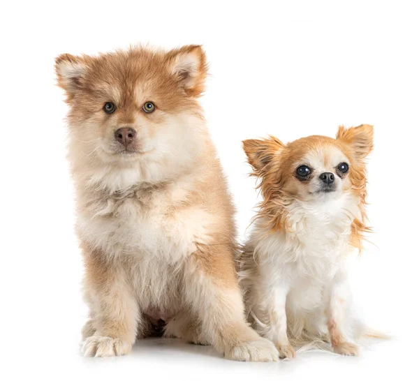 Cachorro Finlandés Lapphund Chihuahua Delante Fondo Blanco — Foto de Stock