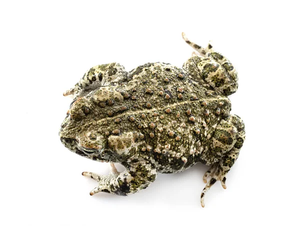 Natterjack Rospo Davanti Sfondo Bianco — Foto Stock