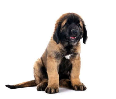 Beyaz arka planda köpek yavrusu Leonberger