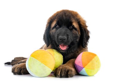 Beyaz arka planda köpek yavrusu Leonberger