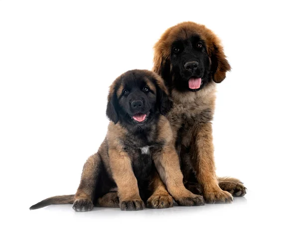 stock image puppies Leonberger in front of white background