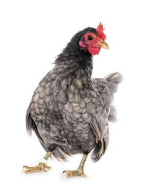 Beyaz arkaplan önünde Malezya seraması