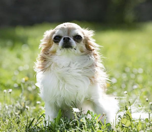 Mic Chihuahua Natură Timpul Verii — Fotografie, imagine de stoc