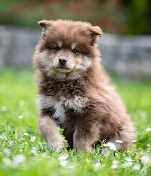 Puppy Finnish Lapphund Playing Garden — Fotografie, imagine de stoc