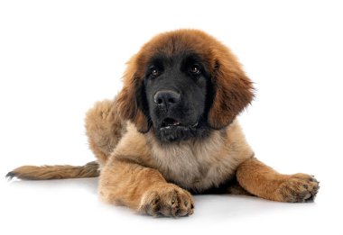 Beyaz arka planda köpek yavrusu Leonberger