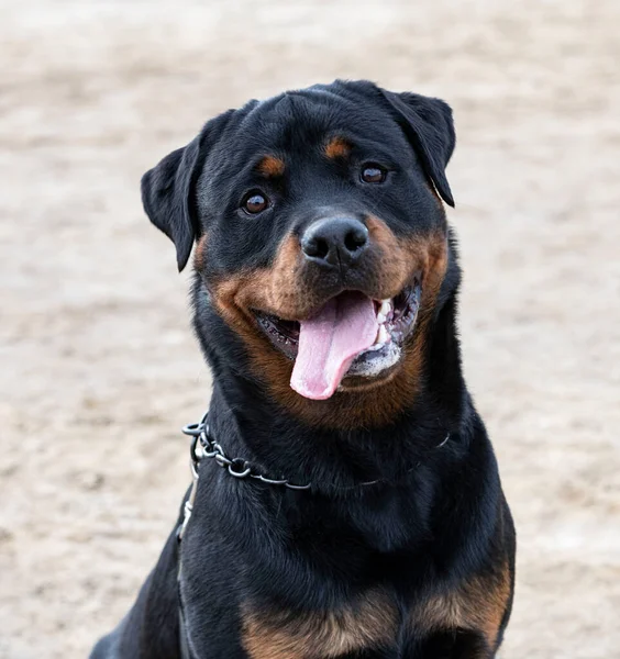 Portré Egy Rottweiler Természetben Nyáron — Stock Fotó
