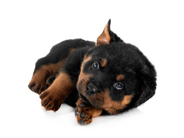 Cachorro Raça Pura Rottweiler Frente Fundo Branco — Fotografia de Stock