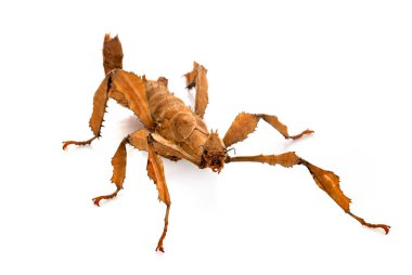 Beyaz arka plan önünde böcek sopa