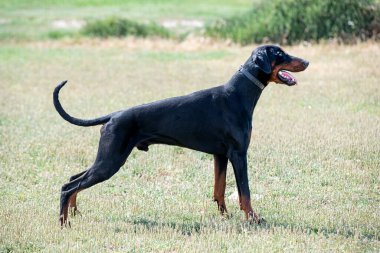 Genç Dobermann doğada korunma eğitimi alıyor. 
