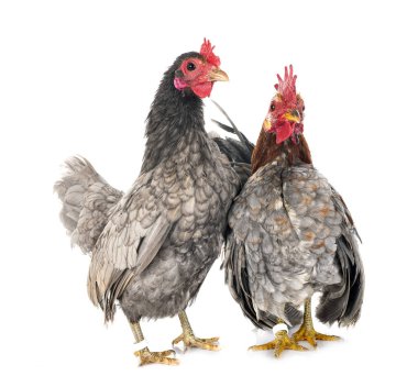 Beyaz arkaplan önünde Malezya seraması