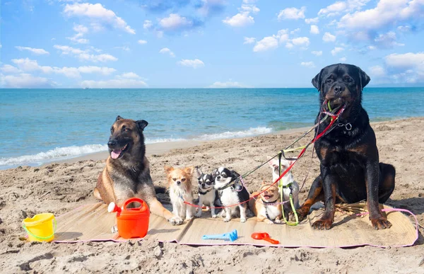 Rottweiler Malinois Und Chihuahuas Sommer Strand — Stockfoto