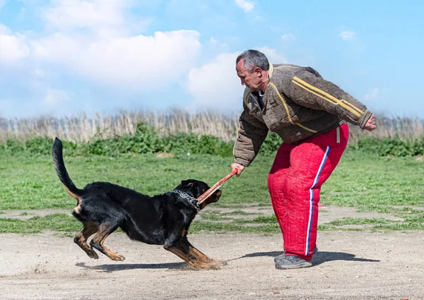 Beauce Den Gelen Çoban Köpeği Güvenlik Eğitimi Alıyor — Stok fotoğraf