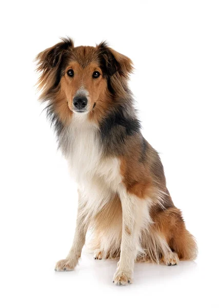 Shetland Sheepdog Framför Vit Bakgrund — Stockfoto