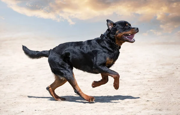 Młody Rottweiler Szkolenia Dla Ochrony Sportu Policji — Zdjęcie stockowe