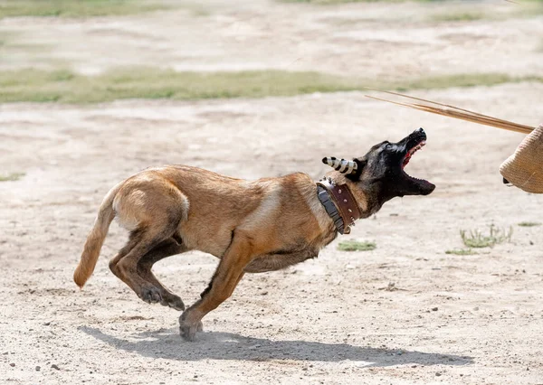 Young Belgian Shepherd Training Nature Security — Stock Photo, Image