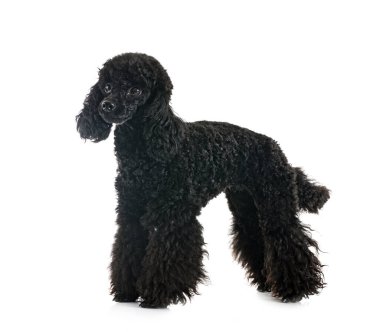 Beyaz arka planda siyah kaniş