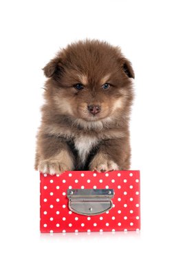 Beyaz arkaplan önünde yavru Fince Lapphund