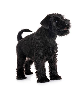 Beyaz arkaplan önünde siyah minyatür schnauzer