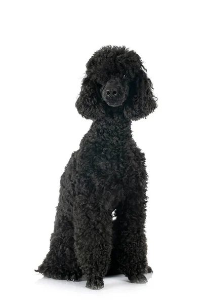 Poodle Preto Frente Fundo Branco — Fotografia de Stock