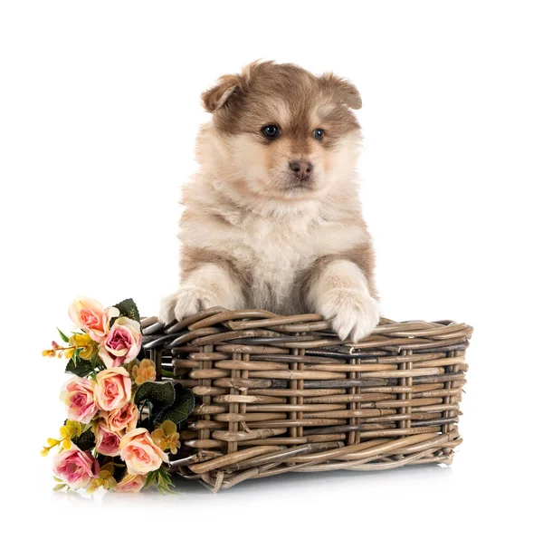 Cachorro Finlandés Lapphund Delante Fondo Blanco — Foto de Stock