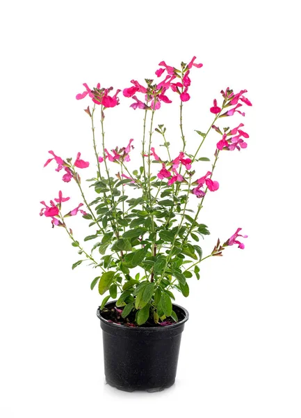 Salvia Mikrophylla Framför Vit Bakgrund — Stockfoto