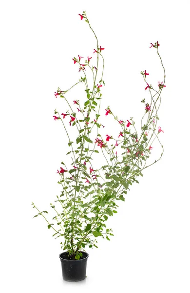 Salvia Microphylla Devant Fond Blanc — Photo
