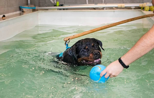 Jovem Rottweiler Reeducação Para Hidroterapia Piscina — Fotografia de Stock