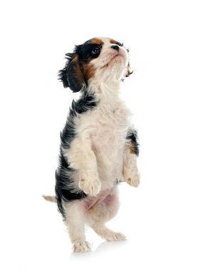 Beyaz arka planda köpek yavrusu süvari kral Charles