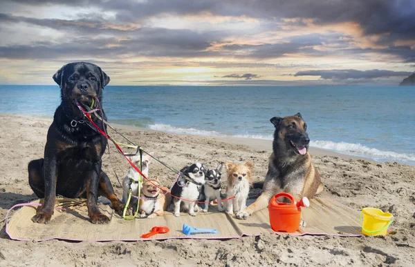 Rottweiler Malinois Och Chihuahuas Stranden Sommaren — Stockfoto