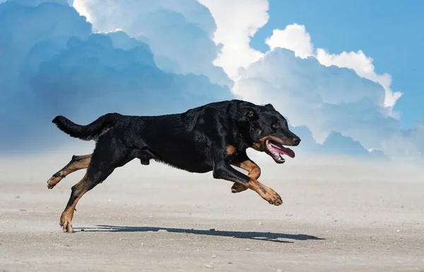 Fårhund Från Beauce Utbildning Naturen För Säkerhet — Stockfoto