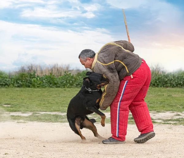 Cane Pastore Beauce Formazione Nella Natura Sicurezza — Foto Stock