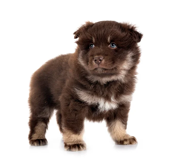 Valp Finska Lapphund Framför Vit Bakgrund — Stockfoto