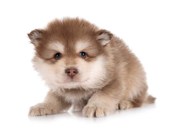 Puppy Finnish Lapphund Front White Background — Stock Photo, Image