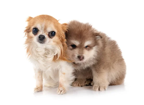 Cachorro Finlandés Lapphund Chihuahua Delante Fondo Blanco — Foto de Stock