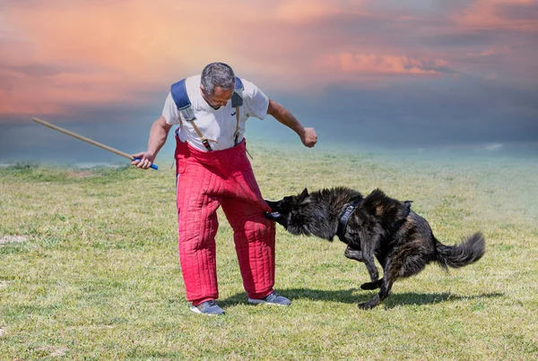 Young Long Haired Dutch Shepherd Training Nature Security — Foto de Stock