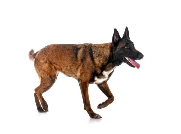 Belgischer Schäferhund Vor Weißem Hintergrund — Stockfoto