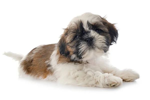 Kiskutya Shih Tzu Előtt Fehér Háttér — Stock Fotó